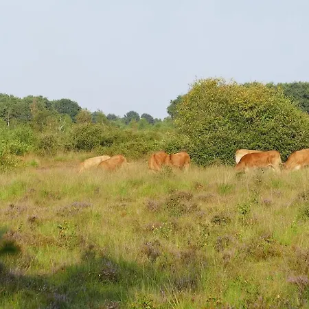 Glamping Met Bar En Prive Sanitair Voor 5 Personen Sneezy * Behelp