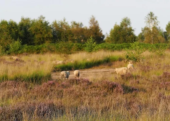 Glamping Met Bar En Prive Sanitair Voor 5 Personen Sneezy *