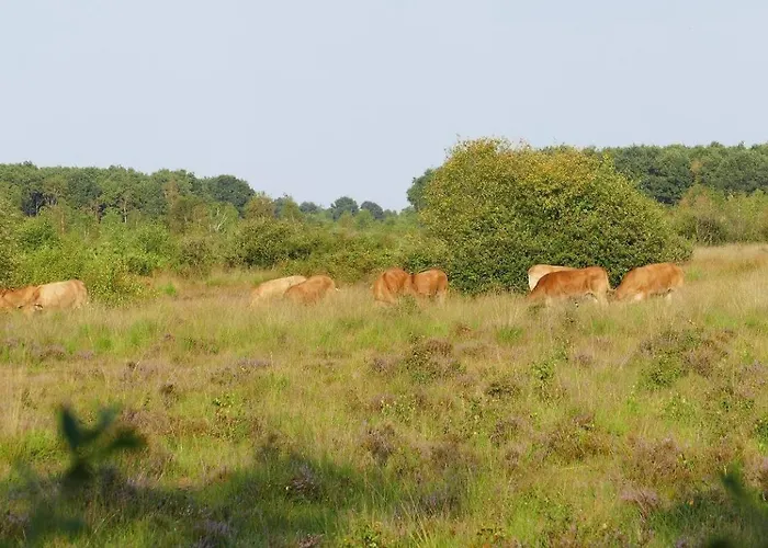 Glamping Met Bar En Prive Sanitair Voor 5 Personen Sneezy * Behelp