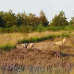 Glamping Met Bar En Prive Sanitair Voor 5 Personen Sneezy