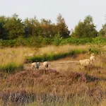 Glamping Met Bar En Prive Sanitair Voor 5 Personen Sneezy *