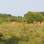 Glamping Met Bar En Prive Sanitair Voor 5 Personen Sneezy * Behelp
